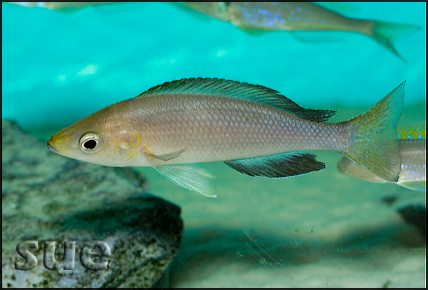 Cyprichromis leptosoma jumbo Yellow Head