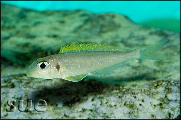 Xenotilapia flavipinnis Gombe