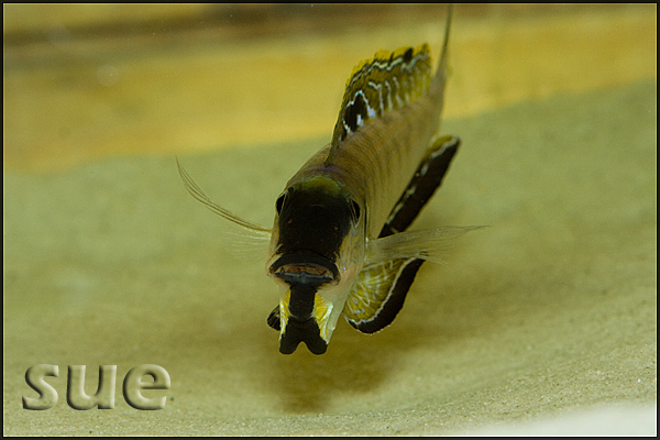 Enantiopus melanogenys Nangu