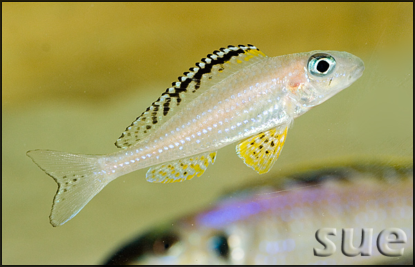 Xenotilapia papilio sunflower Tembwe