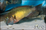 Tropheus sp. Kasanga