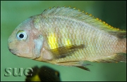 Tropheus sp. Kipili