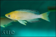 Cyprichromis leptosoma jumbo Yellow Head