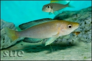 Cyprichromis leptosoma jumbo Yellow Head