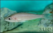 Cyprichromis leptosoma jumbo Yellow Head