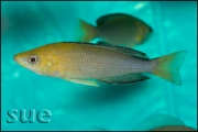 Cyprichromis leptosoma jumbo Yellow Head