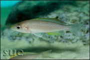 Cyprichromis leptosoma jumbo Yellow Head