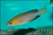 Cyprichromis leptosoma jumbo Yellow Head