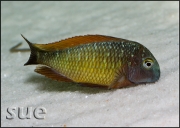 Tropheus sp. Ilangi Yellow Real