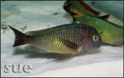 Tropheus sp. Kala Island