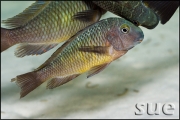 Tropheus sp. Kala Island