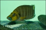 Altolamprologus compressiceps Gold Head