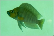 Altolamprologus compressiceps Gold Head