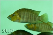 Altolamprologus compressiceps Gold Head