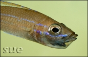 Paracyprichromis nigripinnis Blue Neon