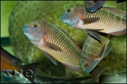 Tropheus sp. Muzi