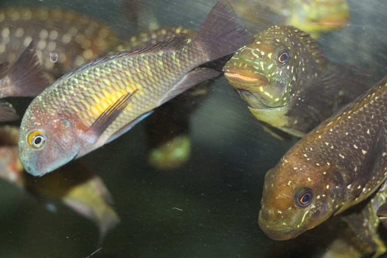 Tropheus sp. katoto i Petrochromis trewavasae