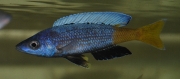 Cyprichromis sp. "Leptosoma Jumbo" Moba