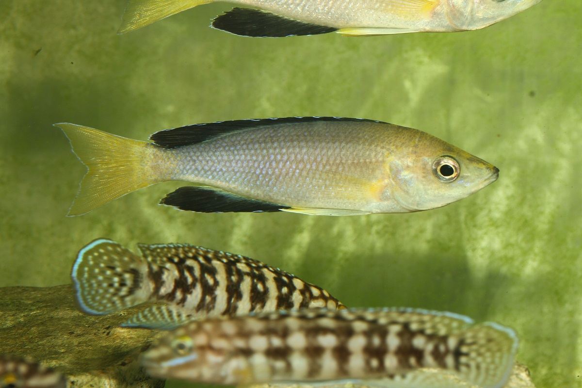Cyprichromis sp. „Leptosoma Jumbo” Kantalamba