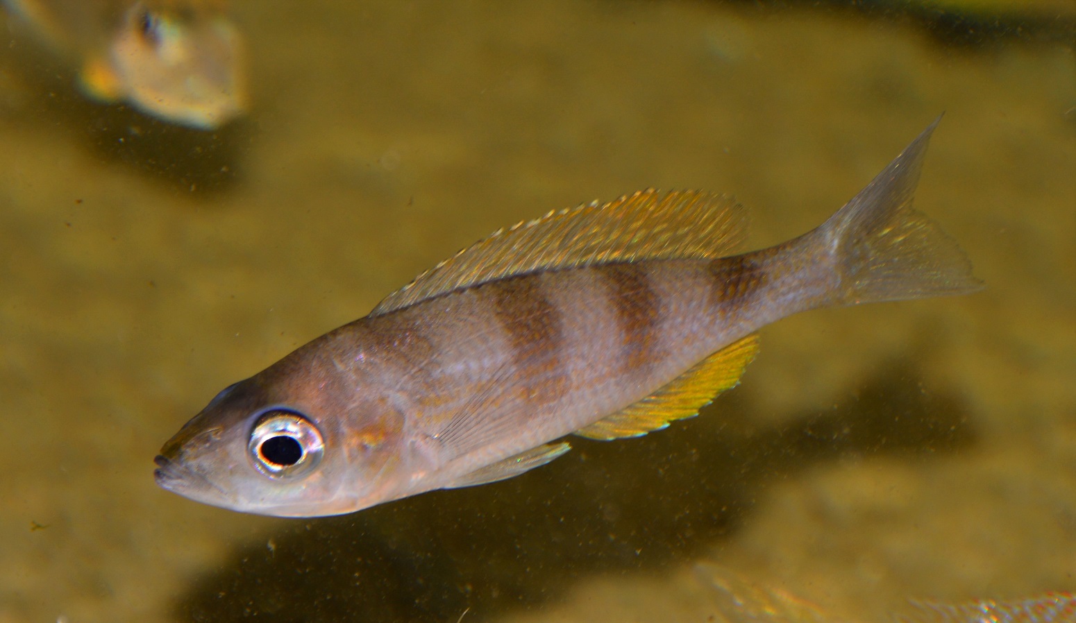 Cyprichromis sp. 'Kipili Zebra' Mvuna Island