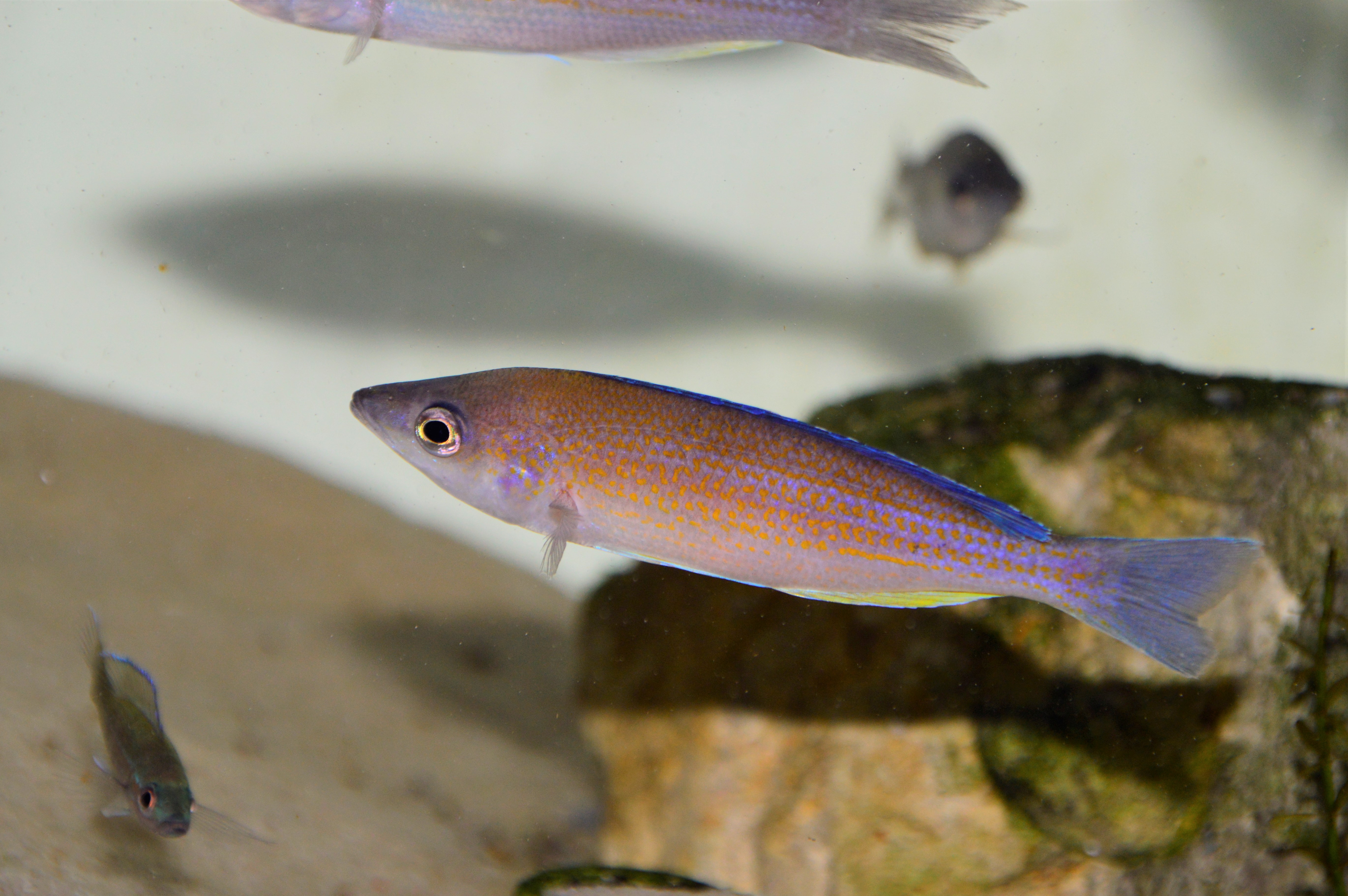 Cyprichromis pavo Kantalamba