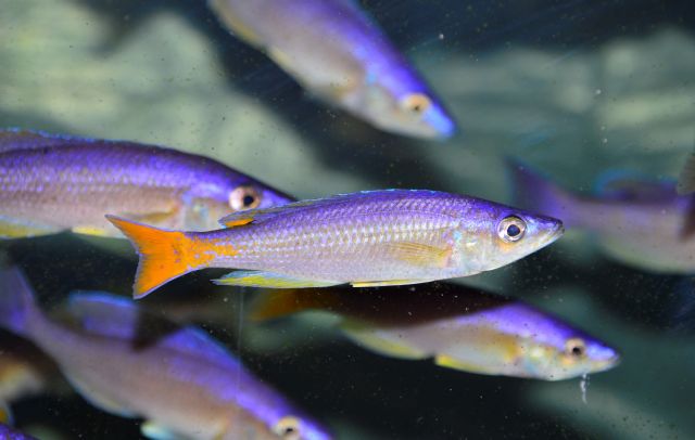 Cyprichromis leptosoma Blue Flesh Msalaba