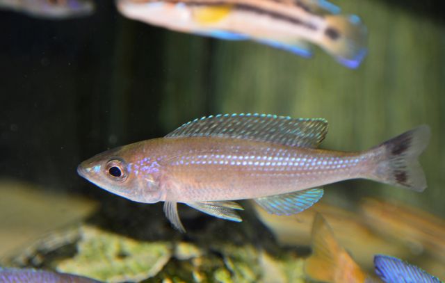 Cyprichromis sp. "Leptosoma Kitumba" Moba