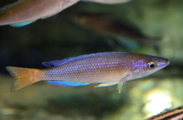 Cyprichromis sp. "Leptosoma Kitumba" Moba