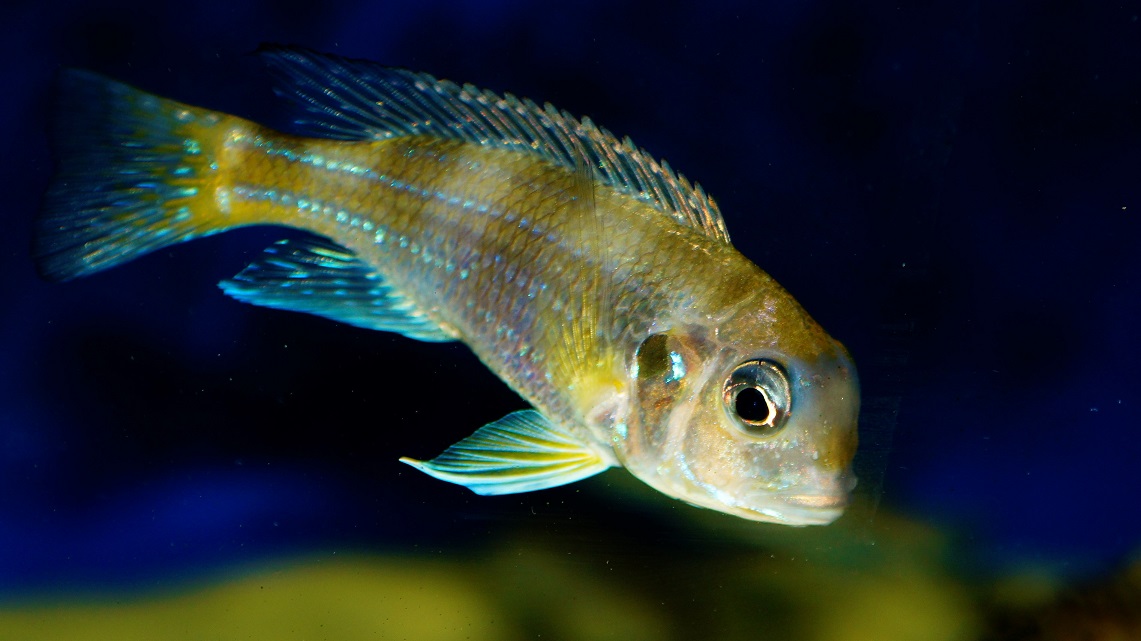 Limnochromis auritus Karago
