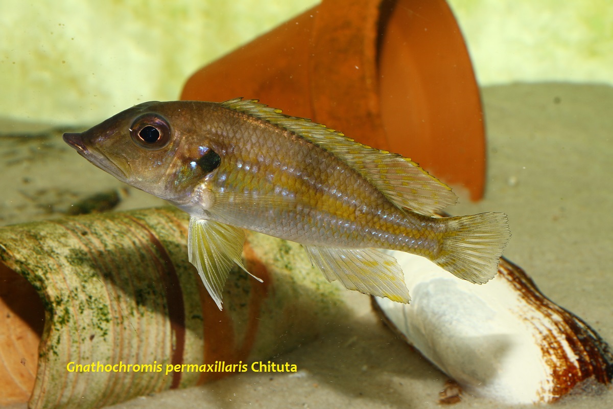 Gnathochromis permaxillaris Chituta