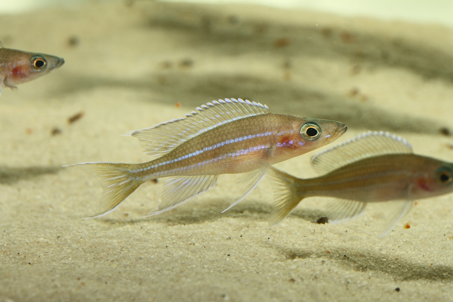Paracyprichromis nigripinnis near Kantalamba