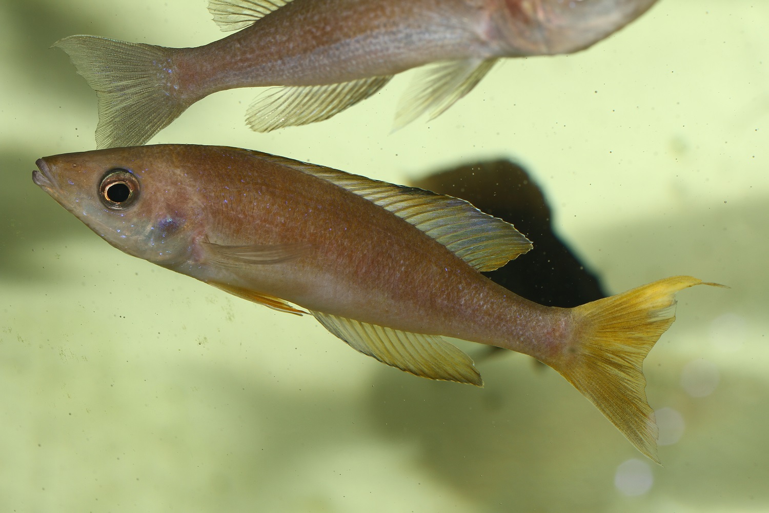 Cyprichromis microlepidotus  Mabilibili