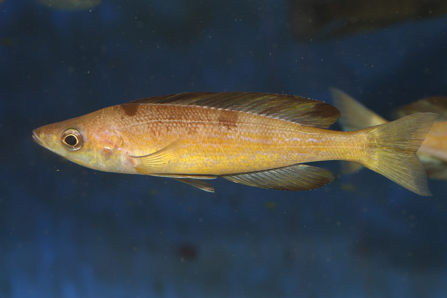 Cyprichromis microlepidotus  Kigoma