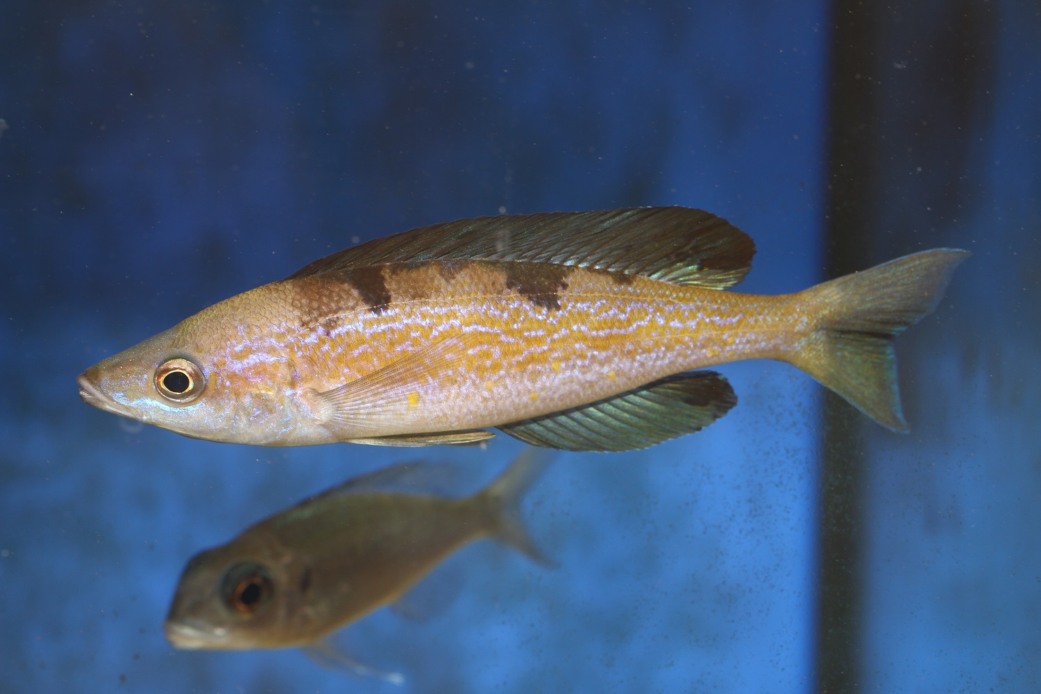 Cyprichromis microlepidotus  Kigoma