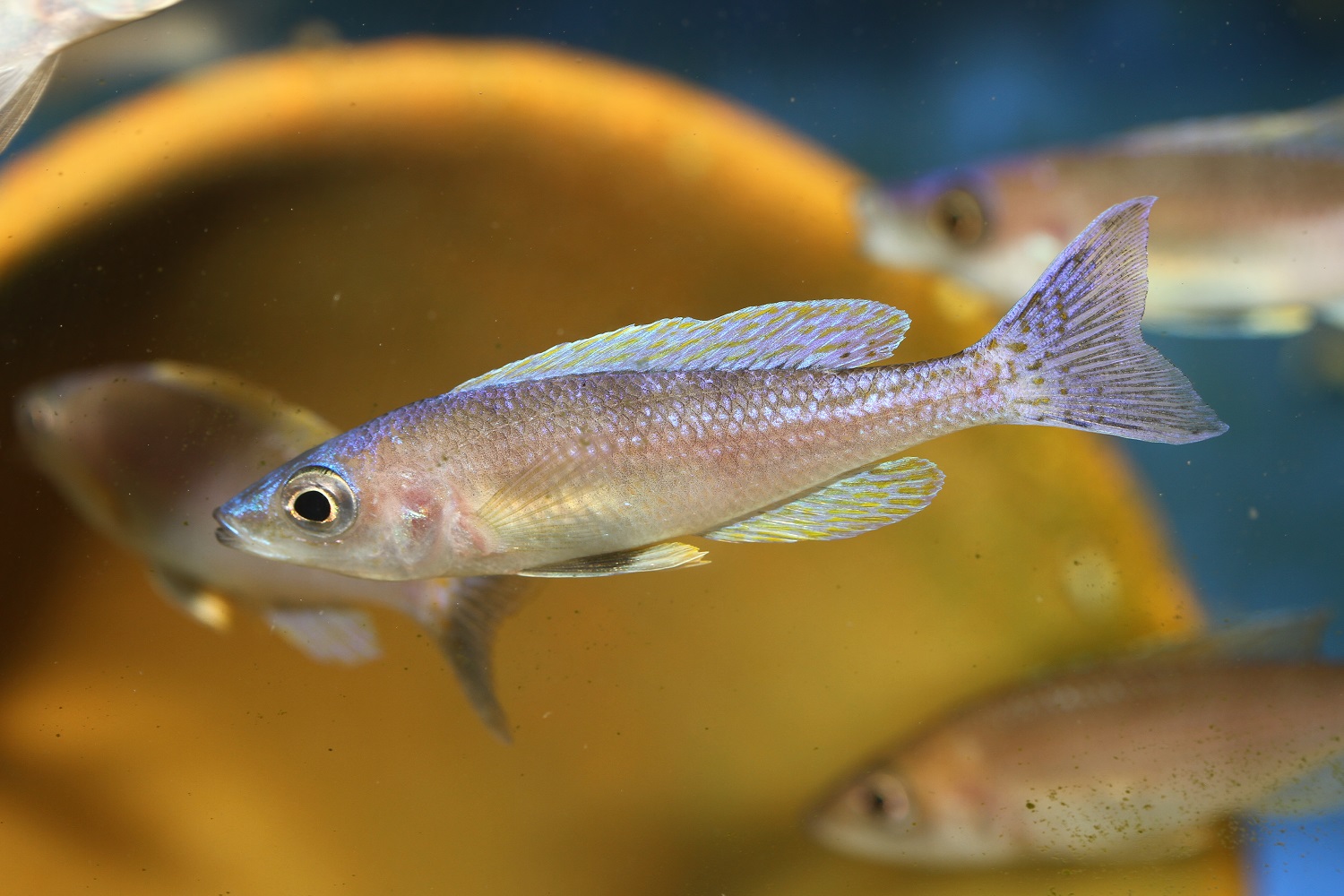 Cyprichromis leptosoma Chituta Neon Head