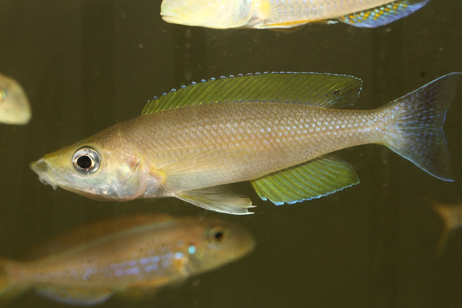 Cyprichromis coloratus Chituta