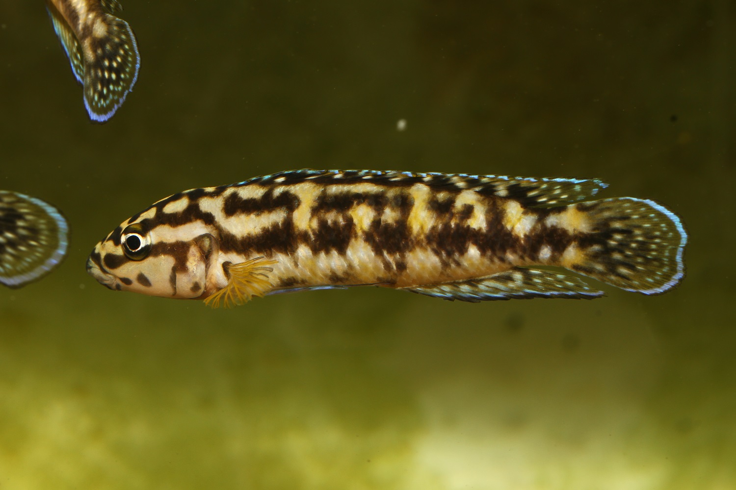 Julidochromis sp. Kombe