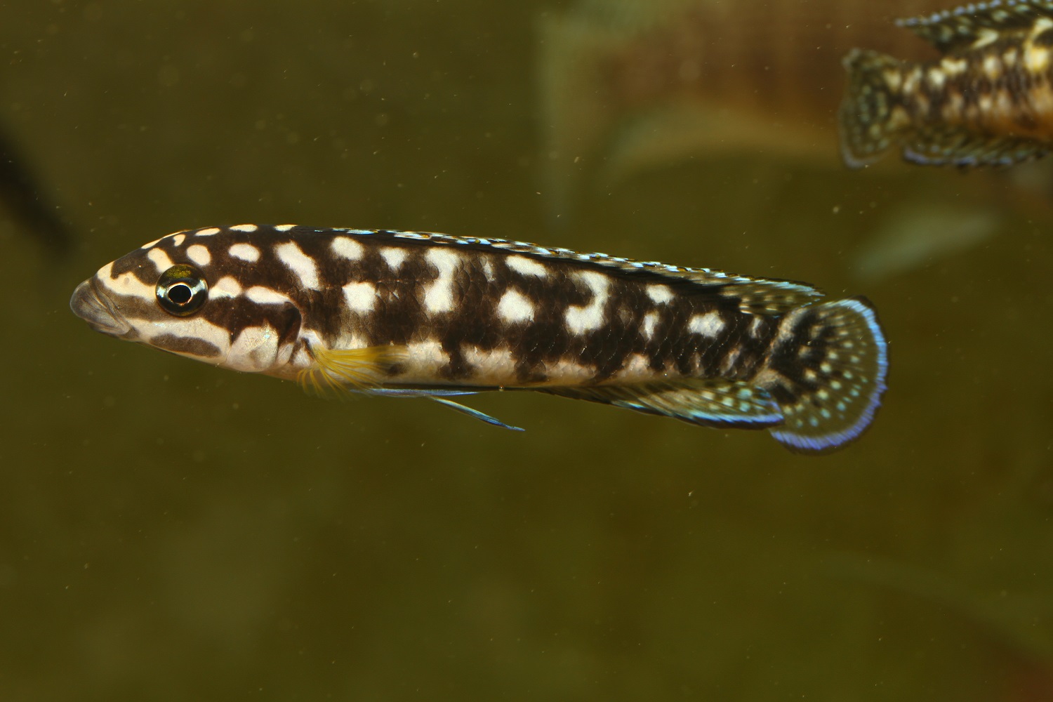 Julidochromis sp. Kombe