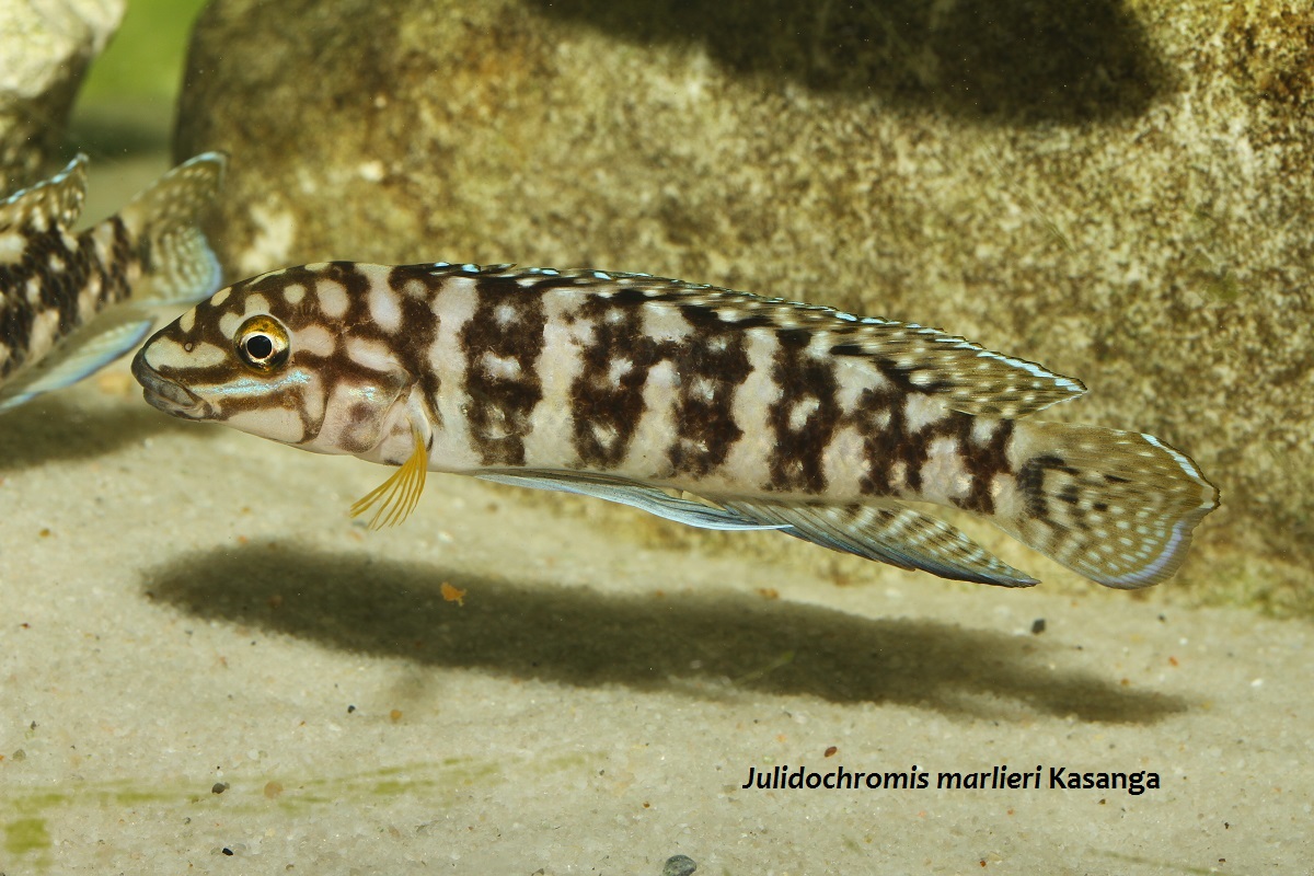 Julidochromis marlieri Kasanga