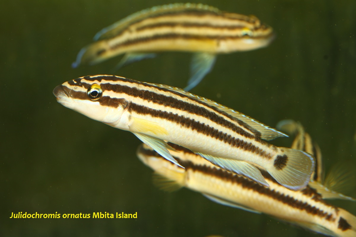 Julidochromis ornatus Mbita Island