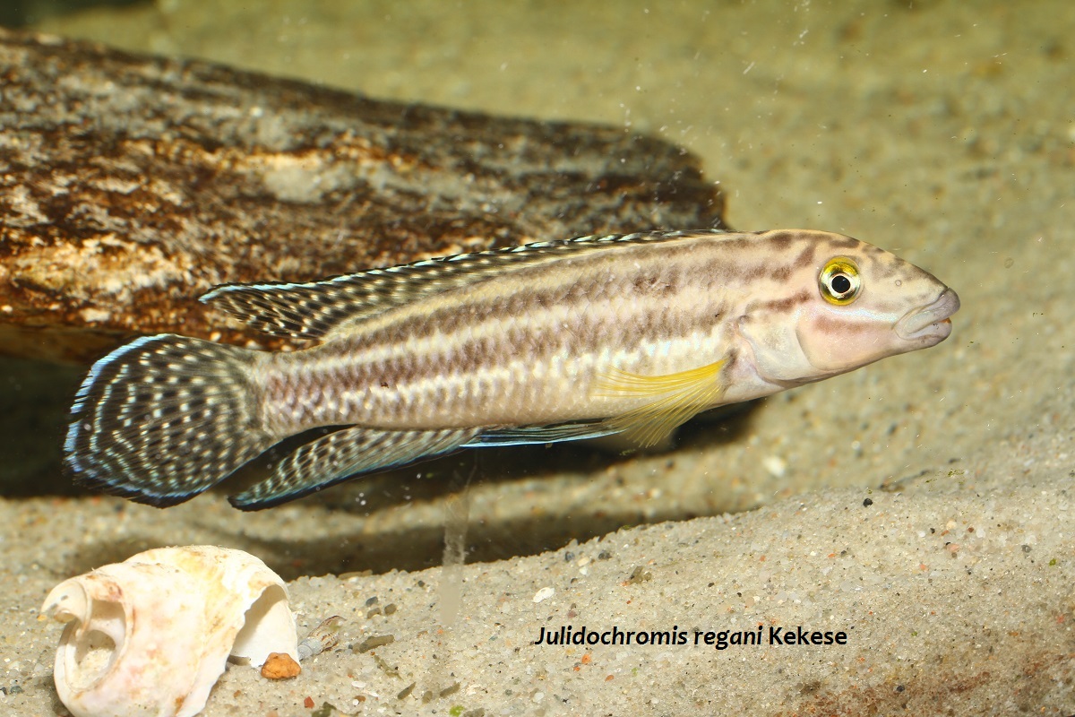 Julidochromis regani Kekese