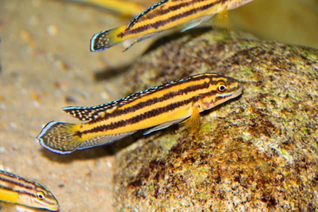 Julidochromis marksmiti Mvuna Island