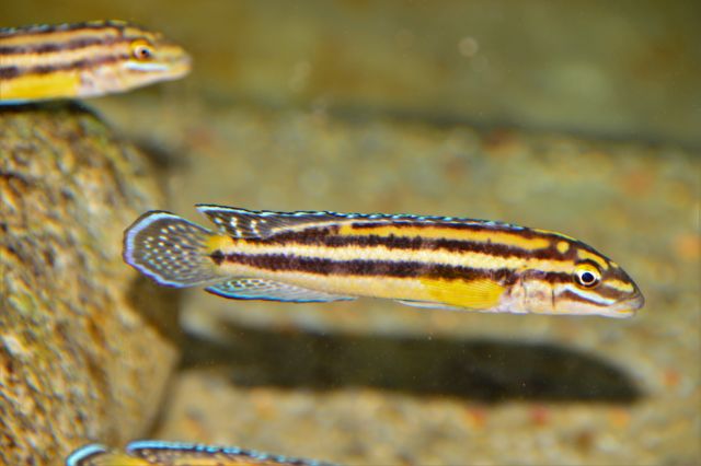 Julidochromis marksmiti Mvuna Island