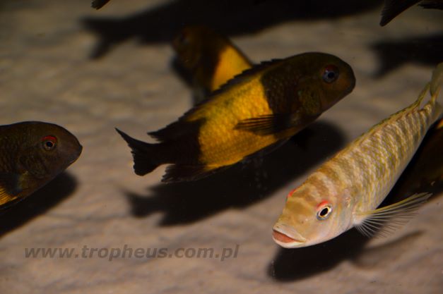 Tropheu sp. Ikola, Petrochromis fasciolatus Ikola