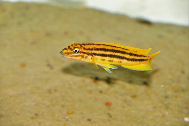 Julidochromis regani Malagarasi