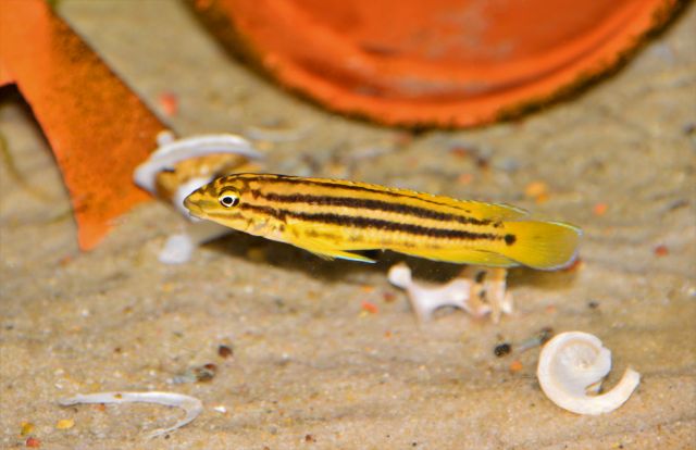 Julidochromis regani Malagarasi