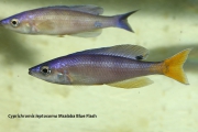 Cyprichromis leptosoma Msalaba Blue Flash