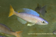Cyprichromis leptosoma Msalaba Blue Flash
