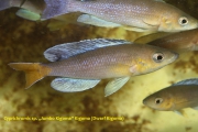 Cyprichromis sp. „Jumbo Kigoma” Kigoma Dwarf Kigoma
