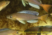 Cyprichromis sp. „Jumbo Kigoma” Kigoma Dwarf Kigoma